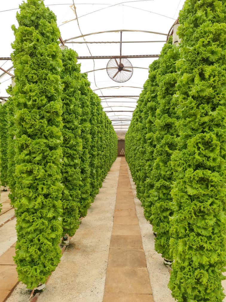 Commercial farm for sale in new Kasama